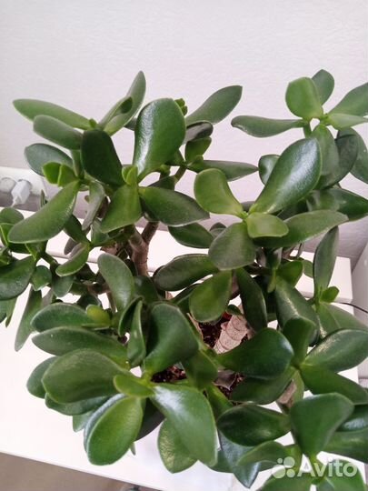 Толстянка(Денежное дерево)