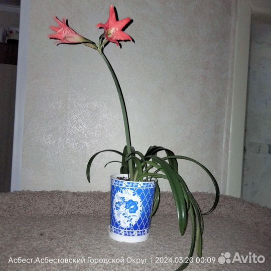 Гиппиаструм