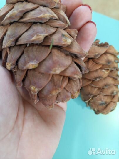 Шишка кедровая