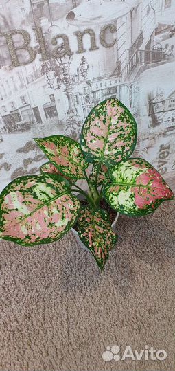 Аглаонема Триколор