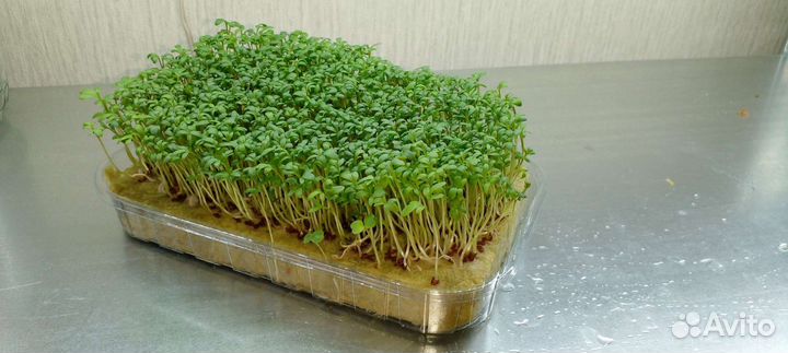 Микрозелень, проростки и пищевые цветы