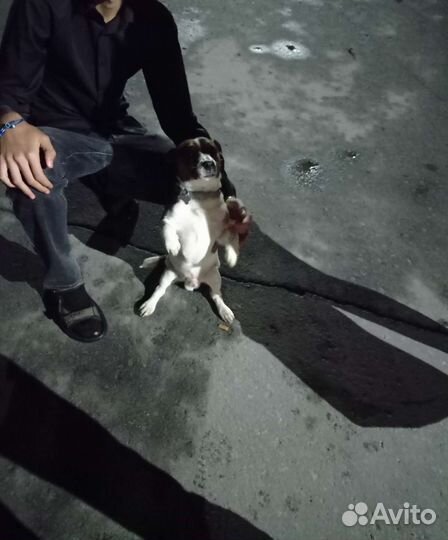 Выгул собак и кошек