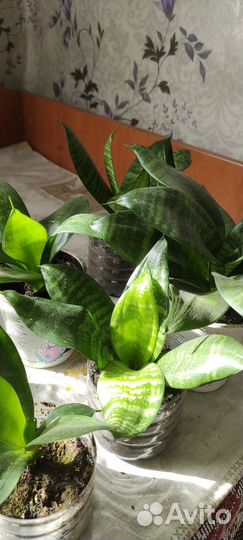 Фиалки, золотой ус, алоэ, комнатные растения