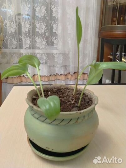 Цветок в керамическом горшке