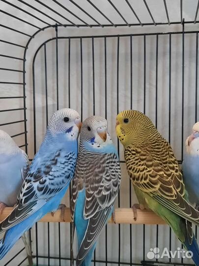 Волнистый попугай птенцы