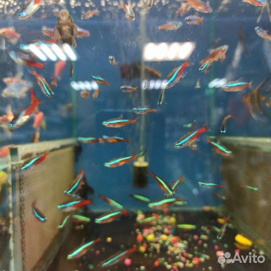 Аквариумные рыбки