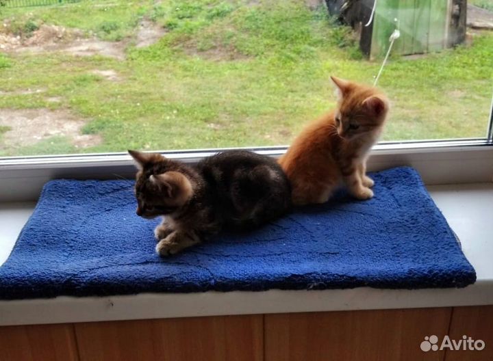 Котята в добрые руки