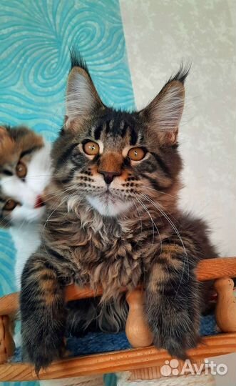 Мейн-кун Енот