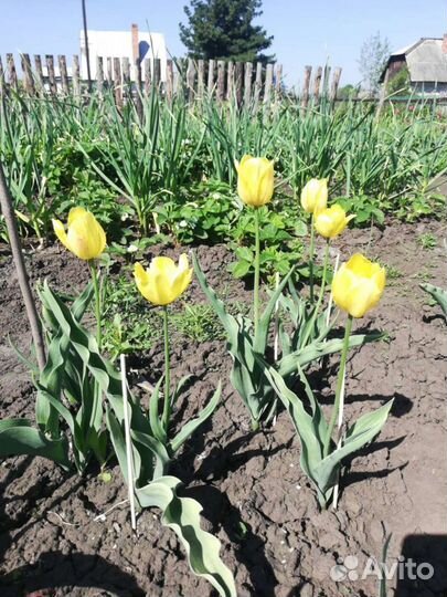 Тюльпаны