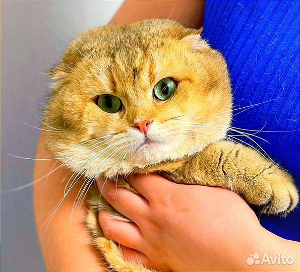 Кот золотая шиншилла на вязку. Чемпион WCF