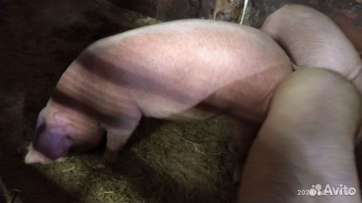 Свиноматки,свиньи