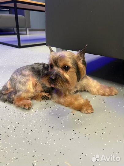 Стрижка собак в салоне и дома