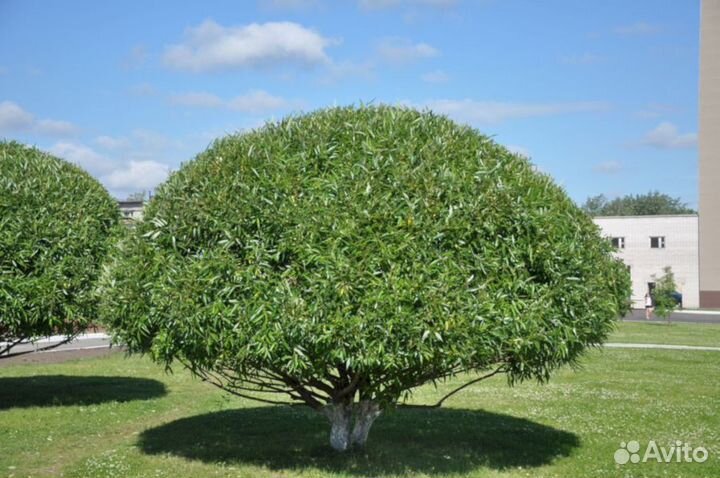 Ива Шаровидная