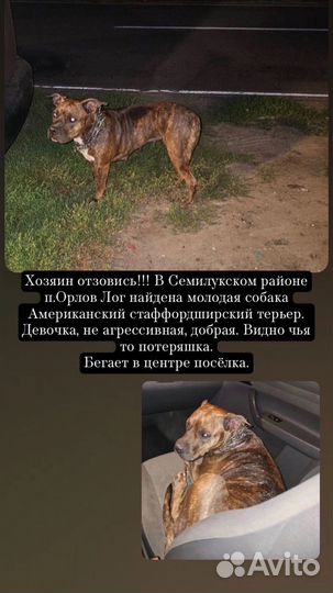 Стаффордширский терьер
