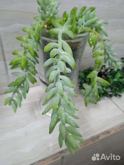 Суккуленты