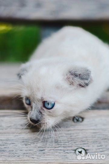 Котенок мальчик