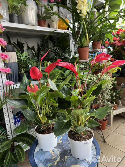 Антуриум большой выбор