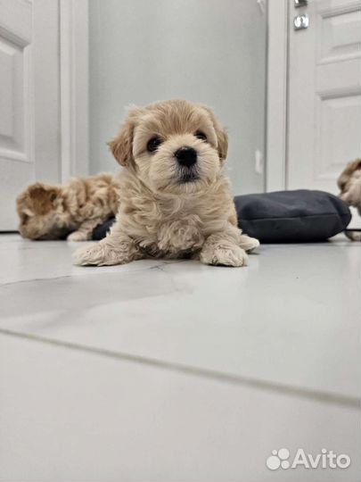 Щенки мальтипу f1