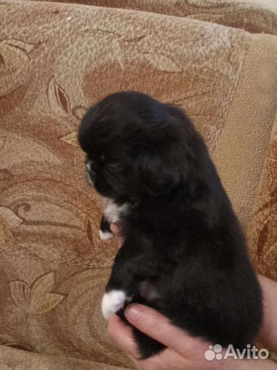 Щенки пекинеса