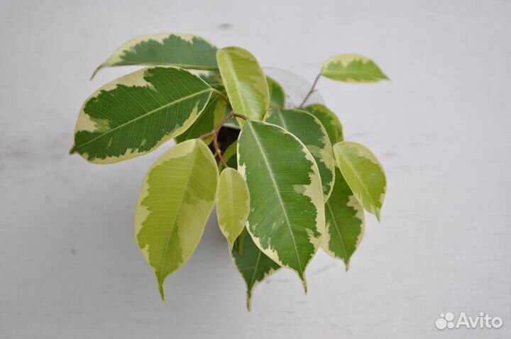 Фикус бенджамина Голден кинг