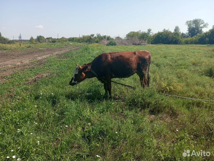 Продам телку