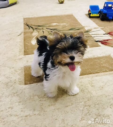 Щенки бивер