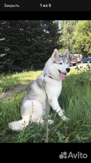 Кобель сибирский хаски.Вязка