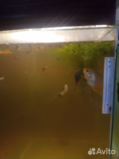 Аквариум