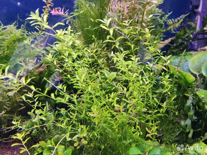 Аквариумные растения