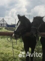 Продам лошадь жеребца