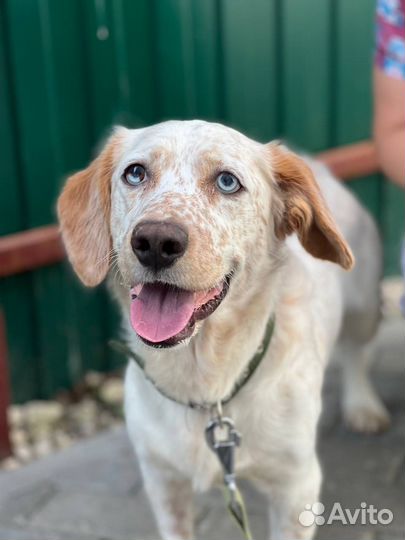 Спаниель с синими глазами