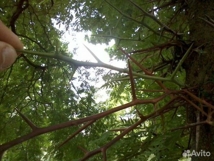 Саженцы гледичия, живая изгородь, медонос, забор