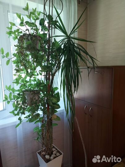 Пальма Драцена