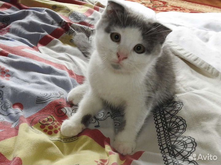 Котик вислоухий в добрые руки