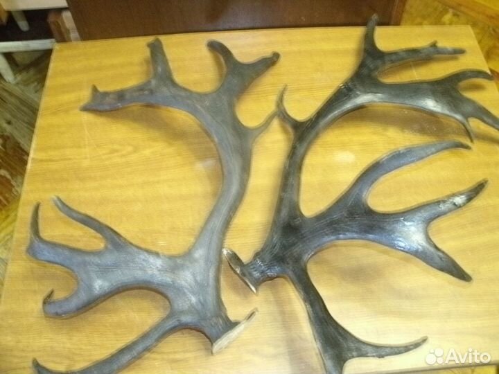 Рога оленя и лося