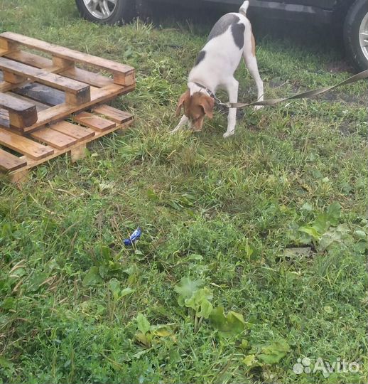 Русская пегая гончая