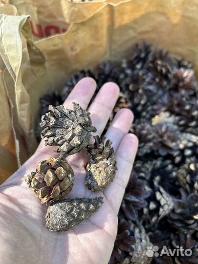 Шишки сосновые большой пакет