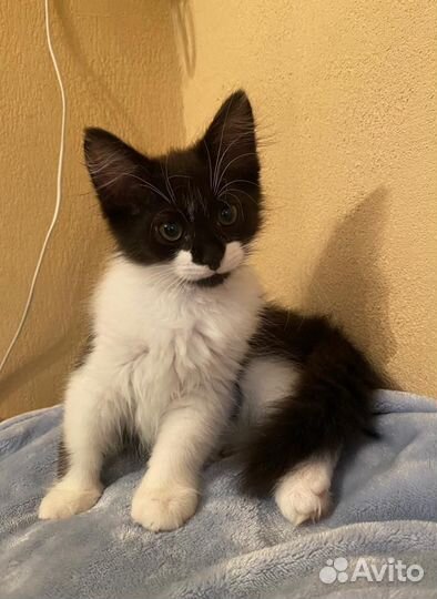 Котенок ищет любящих хозяев