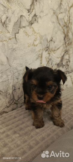 Щенок йоркширского терьера