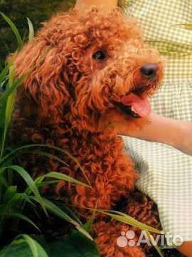 Медвежонок Тедди. Ши-пу. Красный Тедди