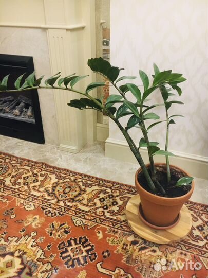 Замиокулькас