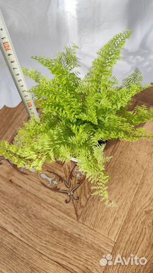 Папоротник