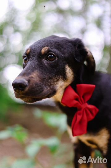 Щенок ищет дом и заботливые руки