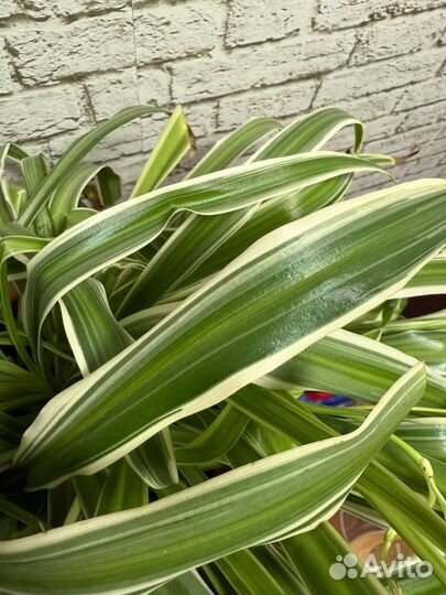 Детки хлорофитума хохлатого крупного