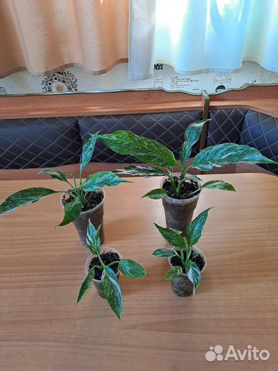 Спатифиллум домино