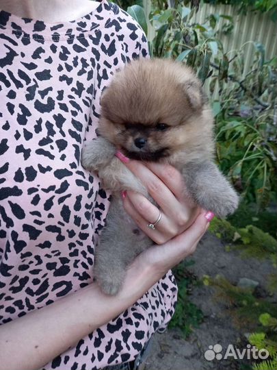 Щеночки шпицев мини.Девочки и мальчики