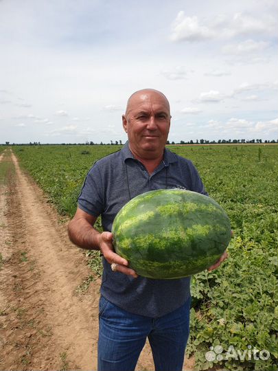Семена арбуза Гризли F1