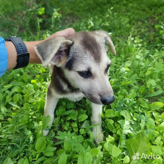 Щенок в добрые руки бесплатно