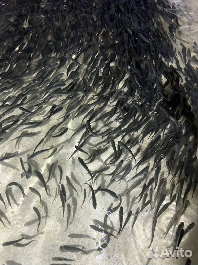 Малек форели