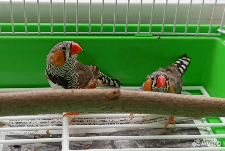 Зебровые амадины